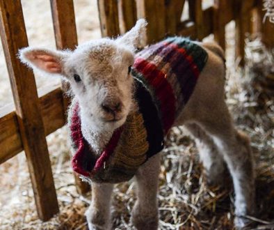 Lamb-in-Sweater
