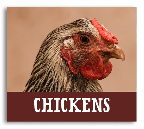 farm animals, pastures & barns billings farm chickens woodstock vt activities
