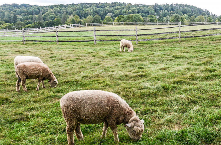 Sheep - Billings Farm and Museum, Woodstock, Vermont