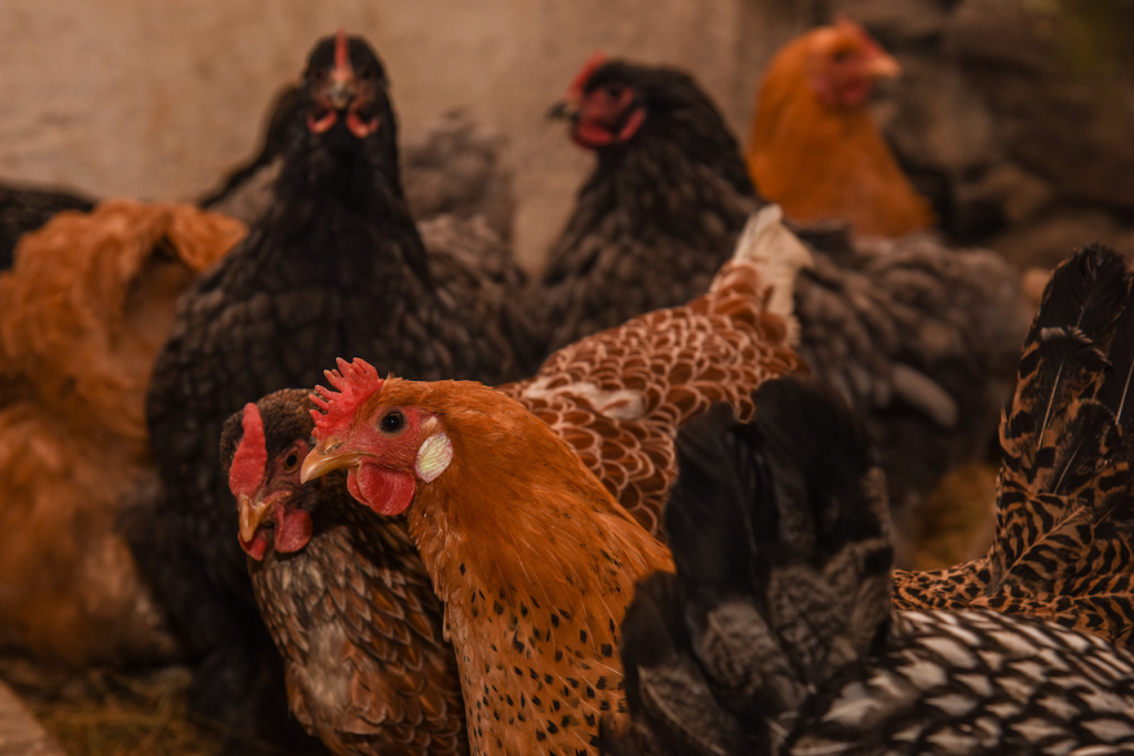 Chickens Billings Farm and Museum in Woodstock, Vermont