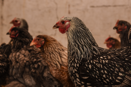 billings farm woodstock vermont chickens 2