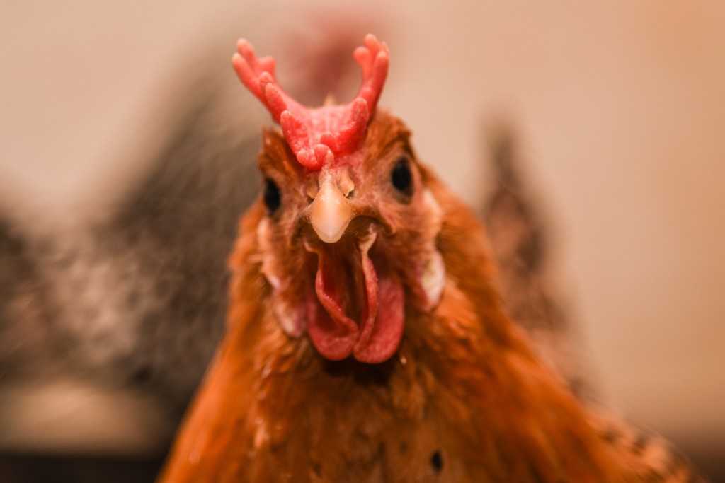 Chickens Billings Farm and Museum in Woodstock, Vermont