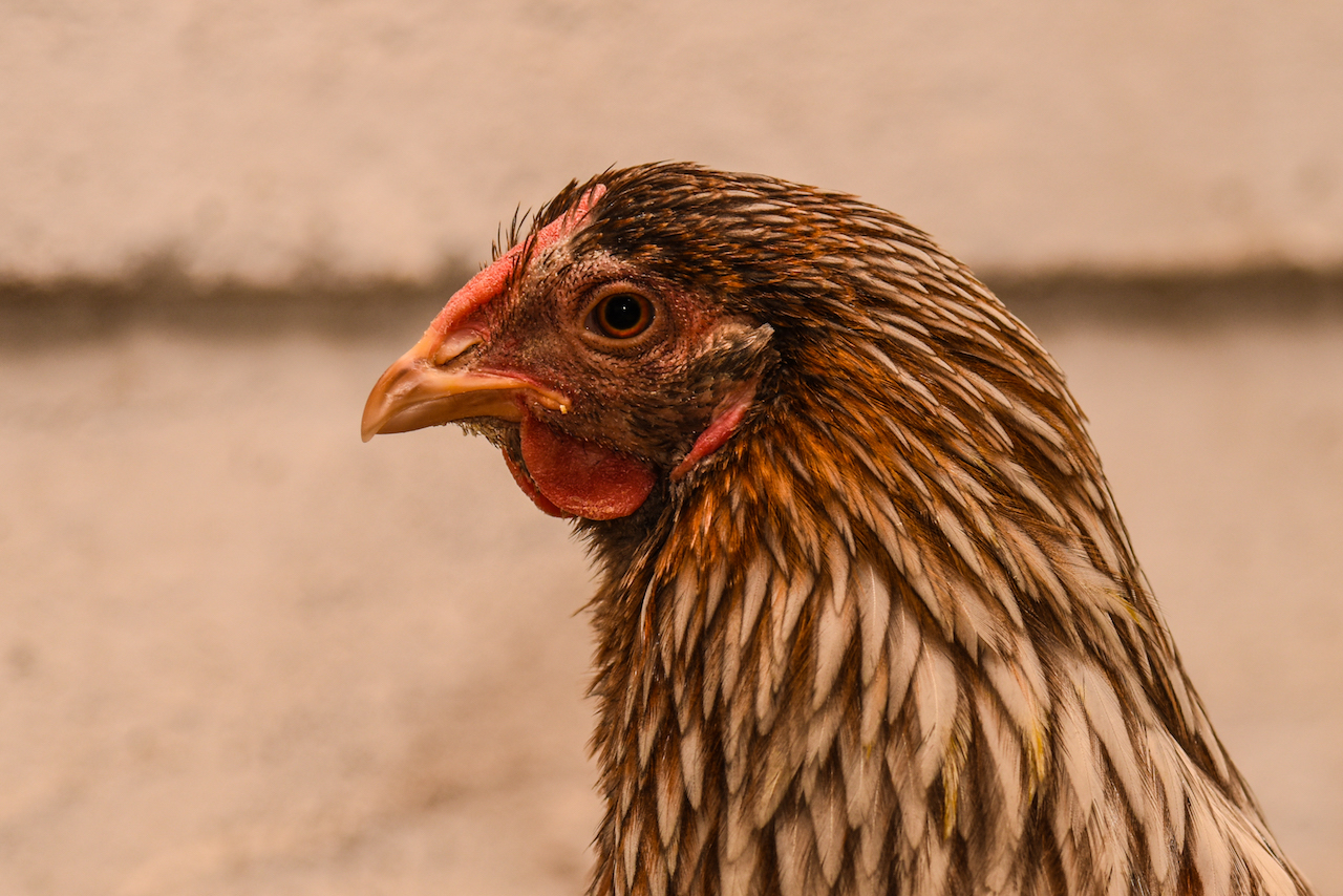 Chickens Billings Farm and Museum in Woodstock, Vermont