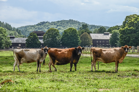 jersey cows at billing sfarm and musseum woodstock vt