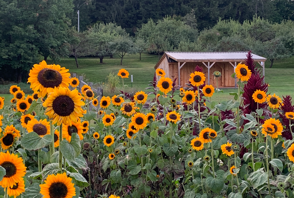 Sunflower House & Billings Farmstead Gardens Billings Farm and Museum