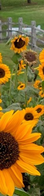 billings-farm-sunflower-garden-woodstock-vt_600x410