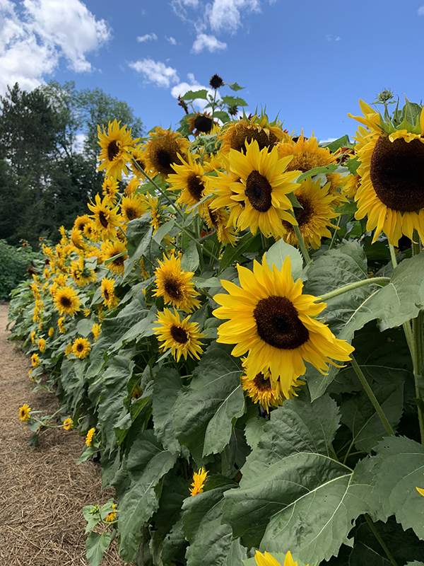 Largest Sunflower in the United States Blooms in Woodstock, VT This