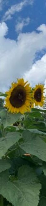 Sunflowers-boston-com
