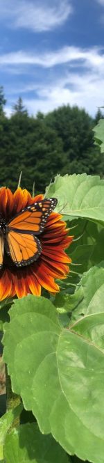 Sunflower 2020-butterfly