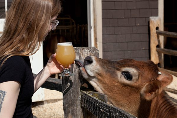moos and brews adult programs at billings farm and museum