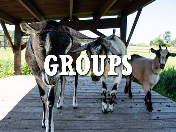 We welcome groups of all ages!