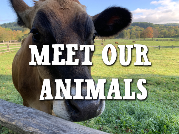 Learn about all the animals on our farm