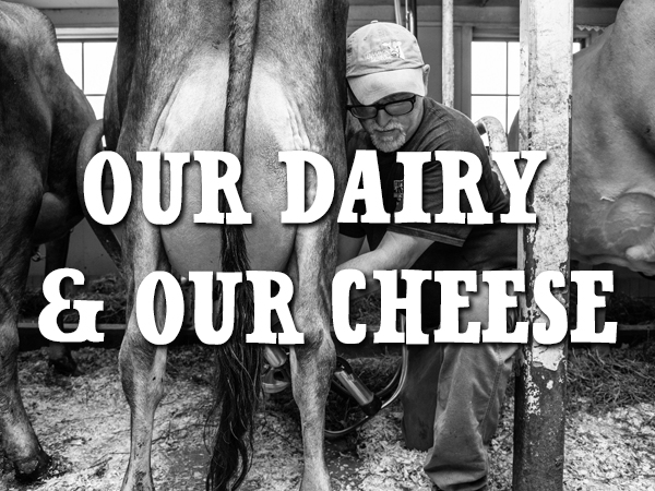 Find out about our historic Jersey dairy 
