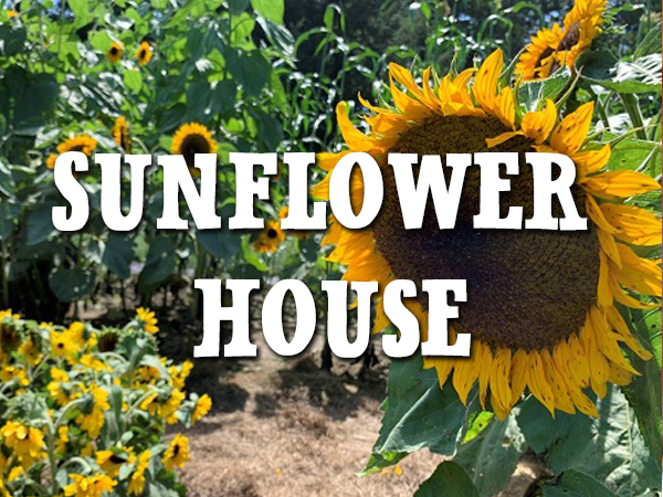 See more than 100 types of sunflowers in this 20,000 square-foot labyrinth