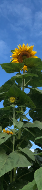 sunflower-fields-1560965181