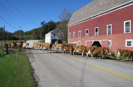 Fox+Valley+herd+crossing