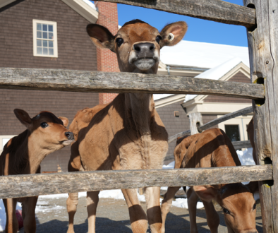 life cycles homeschool program billings farm