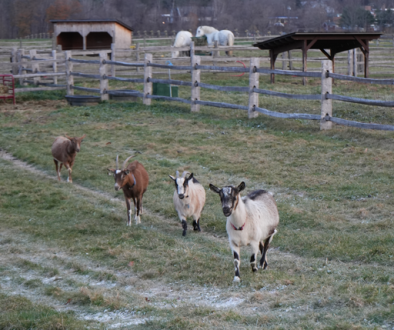 winter solistice billings farm homeschool programs