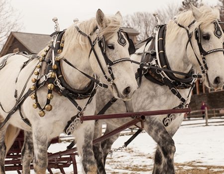 Horse-Drawn Sleigh Rides<br>Public and Private<br>Learn More