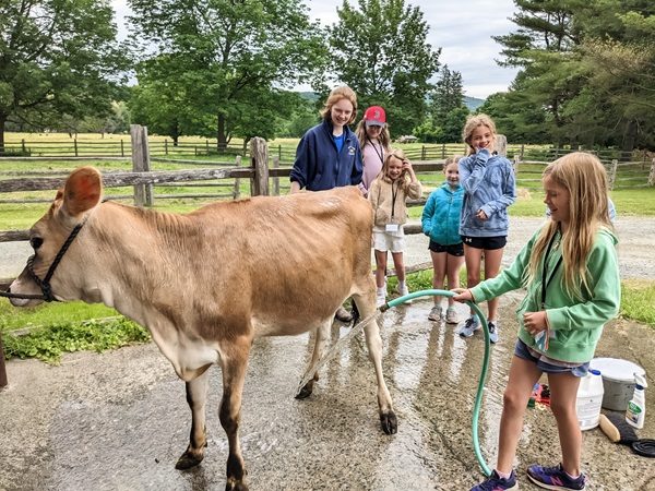 Farm Discovery Camp- Washing a Cow 2022_web