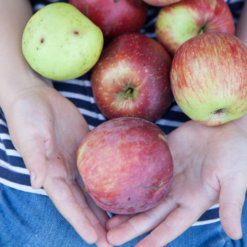 mailchimp 220908 CanningGardensSunflower 032 copy