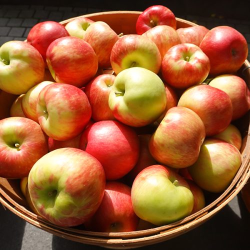 mailchimp DSC01009 copy