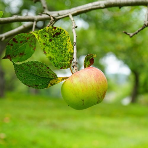 mailchimp DSC01171 copy