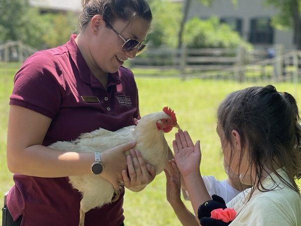 Meeting a Chicken for the First Time