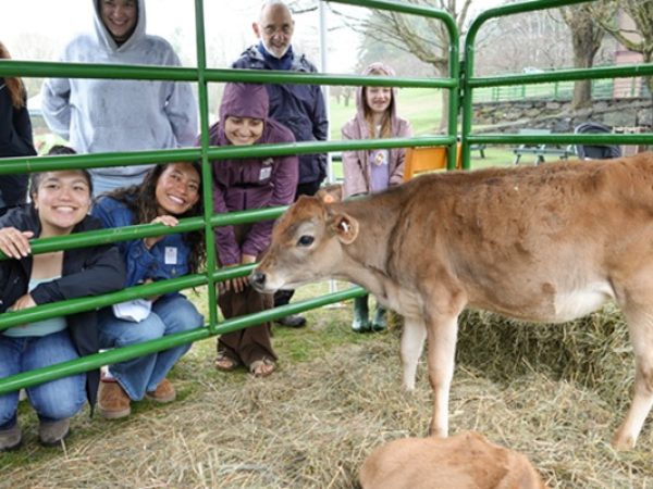 Visit with the Heifers