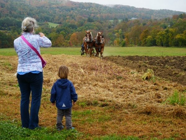 Horse team plowing the fields