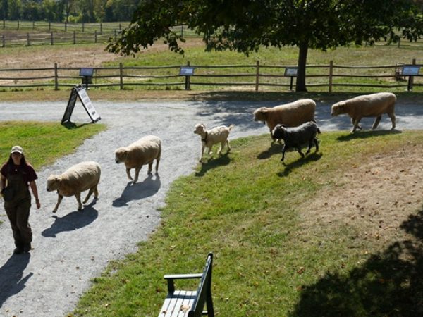 Herding sheep back to the barn